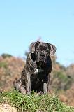 CANE CORSO 955